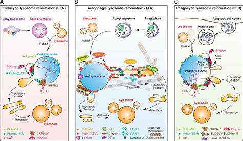 PDF Lysosome Biogenesis Regulation And Functions Semantic Scholar