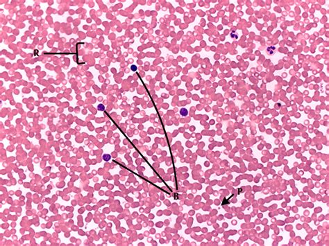 Lab 5 Circulatory System And Blood Histology