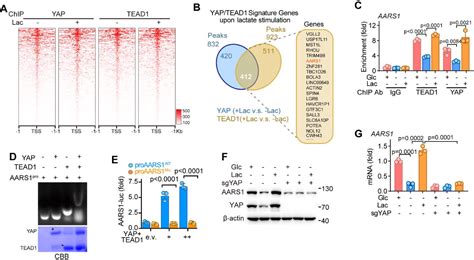 Figure 4 From The Alanyl TRNA Synthetase AARS1 Moonlights As A