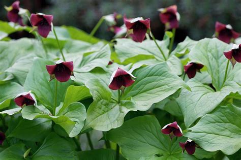 Wood Lily Trillium Sulcatum Photograph By Sam K Transcience Photo