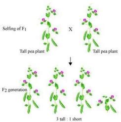 How Do Mendels Experiments Show That Traits May Be Dominant Or Recessive