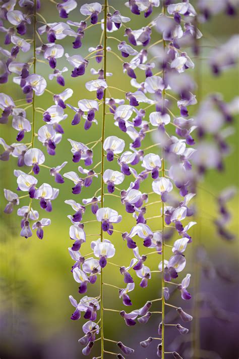 Heartbeat Photos — Wisteria Colors.