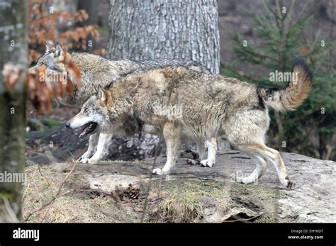 Canis lupus, canids, European Wolf, animal, Gray wolf, predators ...