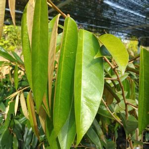 Anak Pokok Durian D197 Musang King Raja Kunyit Mao Shan Wang