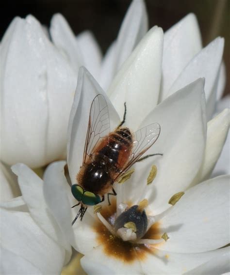 Rhigioglossa From Tienie Versfeld Nature Reserve On October At