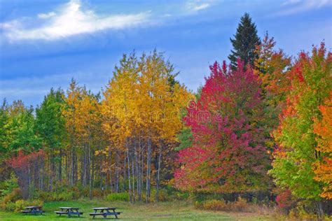 Trees Changing Colors During Autumn Stock Photo Image Of Tranquill