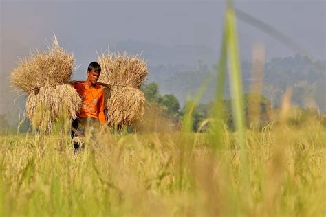 Asia Album Harvesting Of Paddy Crop In Full Swing In Bangladesh Xinhua