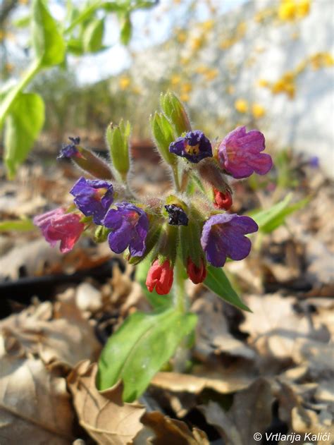 Pulmonaria Officinalis Subsp Obscura Plu Njak Vrtlarija Kali I Katalog