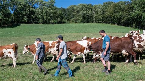 La Ferme Des Bertrand En Pleine Gronde Agricole Ce Film Paysan Se