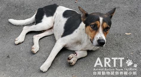 台灣動物緊急救援小組 救援後續 高雄遭山豬吊扯斷掌浪浪