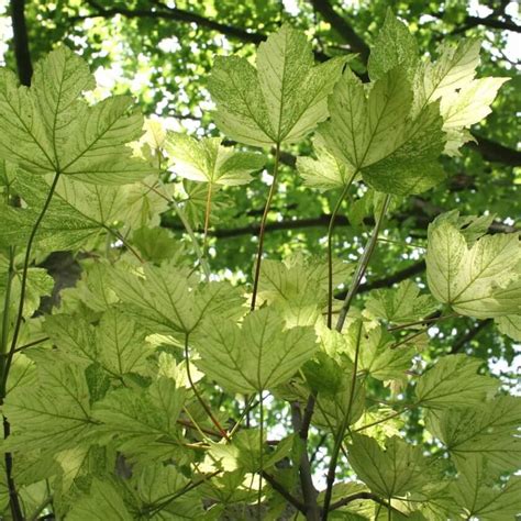 Berg Ahorn Leopoldii Acer Pseudoplatanus Leopoldii