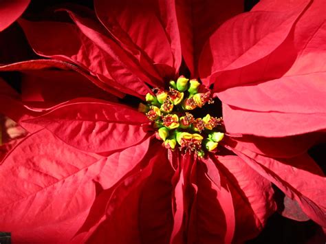 Beautiful Poinsettias Before A Balboa Park Closure Cool San Diego Sights