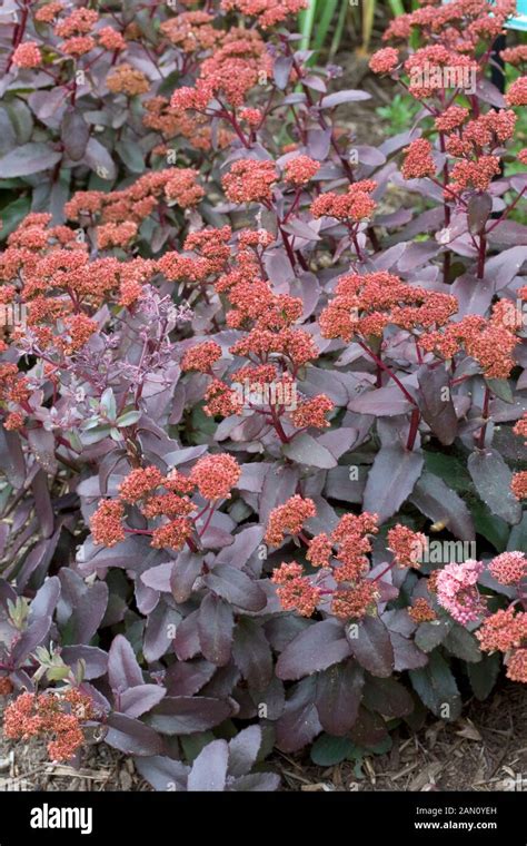 Sedum Purple Emperor Stock Photo Alamy