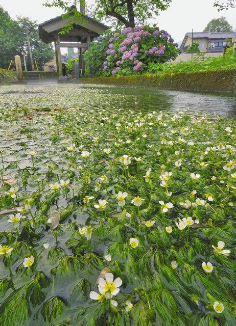 清流に揺れる白いバイカモ 越前市で花咲く：中日新聞web