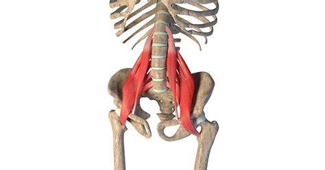 Iliopsoas Anatomie Und Funktion