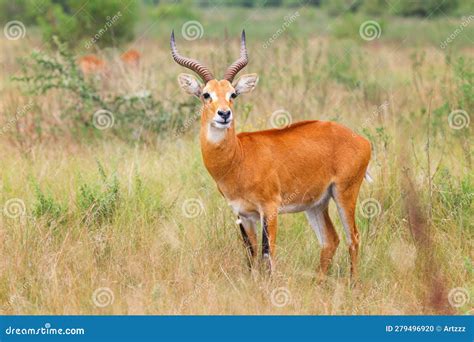 Ugandan Kob Kobus Kob Thomasi Foto De Stock Imagem De Savana Marrom