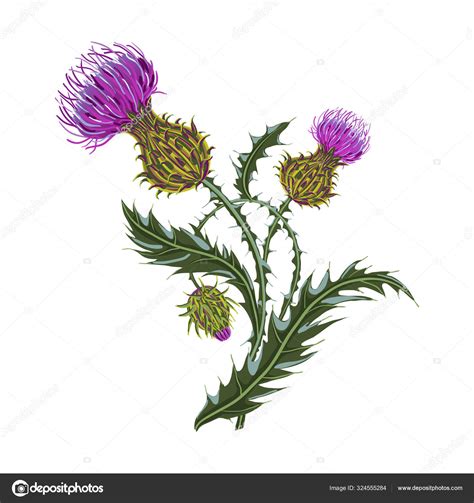 Hand drawn composition of a thistle flower. Milk Thistle isolated on white. Stock Vector by ...