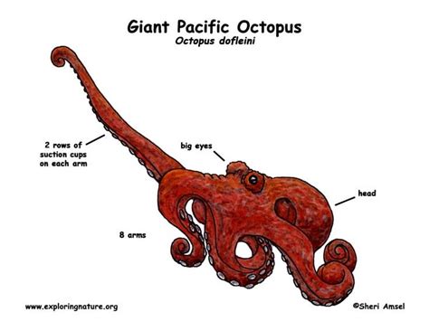 Giant Pacific Octopus Octopus Anatomy Octopus