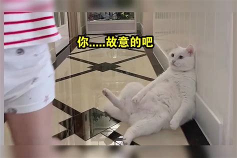 猫咪带娃受尽欺辱，生活不易猫猫叹气这届孩子太难带：梦中情猫！ 猫猫 生活 中情