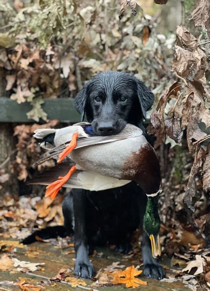 Flooded Timber Duck Hunting Slick S Stuttgart Hunting Club