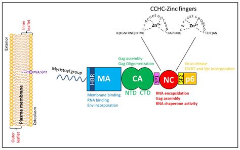 Viruses Free Full Text How HIV 1 Gag Manipulates Its Host Cell