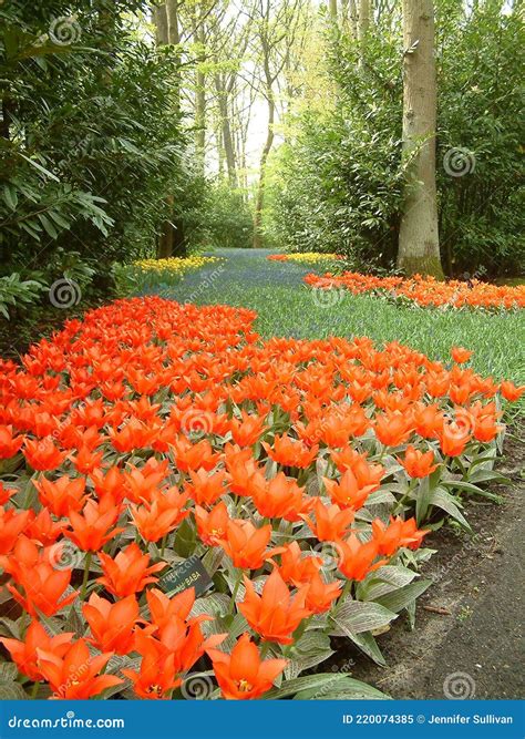 Long View Of Colourful Flowers And Trees Stock Image Image Of Natural