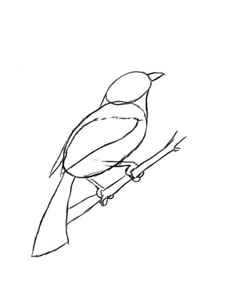 Simple Bird On Branch Drawing