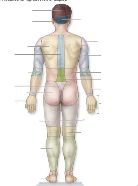 Posterior Of Regional Parts Part 3 Diagram Quizlet