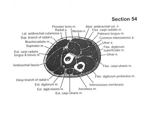 Cross Sectional Human Anatomy