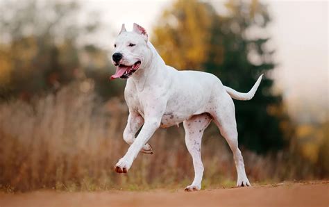 18 Astounding Facts About Dogo Argentino