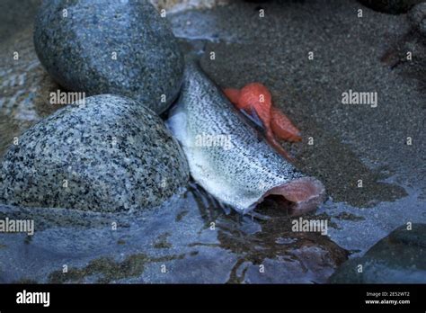 A Cleaned And Gutted Fish Sits In The Cold River Water With It S Eggs