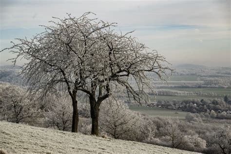 árvores Frutíferas Congeladas Superando a Paisagem Rural De Inverno