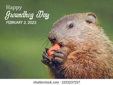 Happy Groundhog Day 2023 Text Cute Stock Photo 2253237257 | Shutterstock