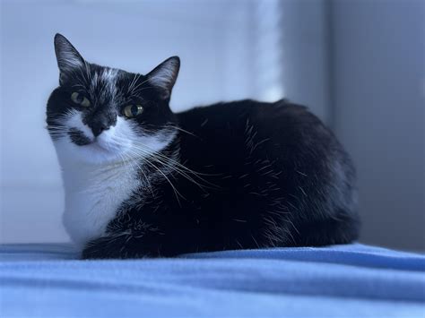 Pure bread cat : r/TuxedoCats