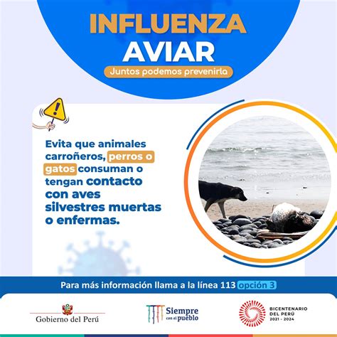 Gripe Aviar Minsa Definirá El Próximo Lunes Cierre De Playas Por La Emergencia Sanitaria Infobae