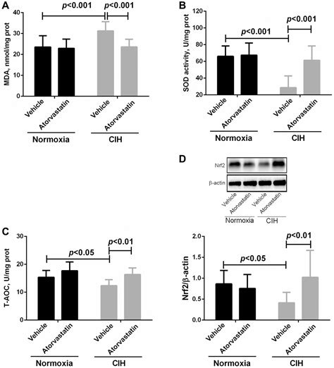 Atorvastatin Attenuates Intermittent Hypoxia Induced Myocardial