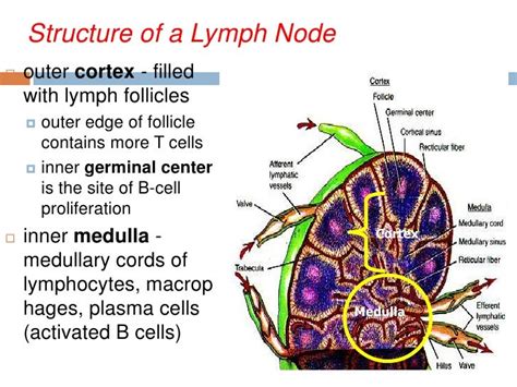 Pattern Of Inflammatory Diseases In Lymph Node Biopsy