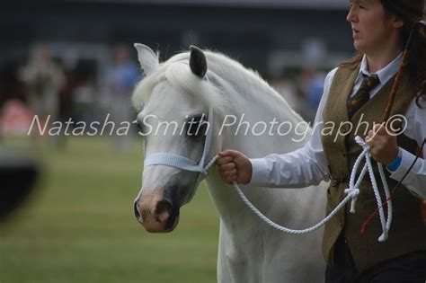 Welsh Mountain Ponies Royal Welsh Royal Welsh Show Welsh