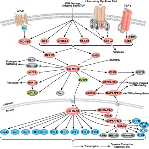 Pi3kaktmapk Signaling Cell Signaling Technology