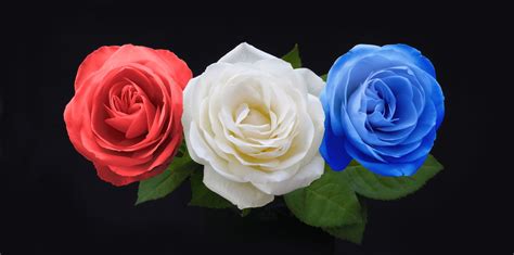 Red White And Blue Roses