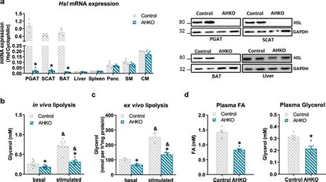 Effects Of Adipocyte Specific HSL Deletion On Adipocyte Lipolysis A