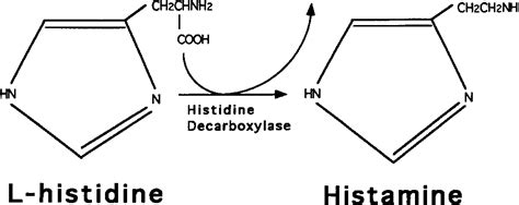 Figure From The Regulation Of Histidine Decarboxylase Gene Expression