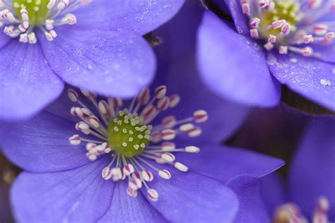 Photographing Early Blooming Spring Flowers | Outdoor Photography Guide