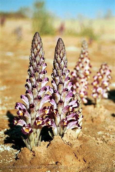 Pictures Of Tunisia Tunisia 0008 Desert Flower Growing In The Sahara