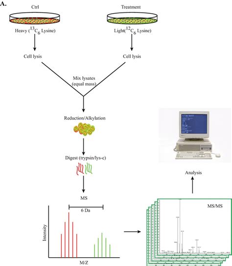 Quantitative Proteomics Using Silac Springerlink