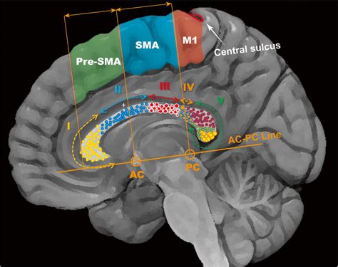 Midsagittal Brain View Showing Critical Interhemispheric Cortical Download Scientific Diagram