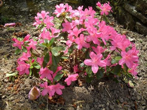 Rhododendrons Et Azal Es