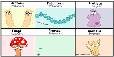 Amoeba Sisters S Science With The Amoeba Sisters