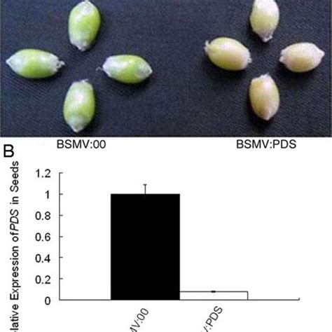 Silencing Endogenous Phytoene Desaturase Gene Pds In Wheat Spikes