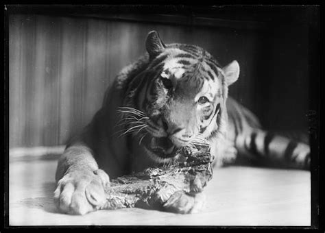 Tiger 1920 Animals Tiger Cats